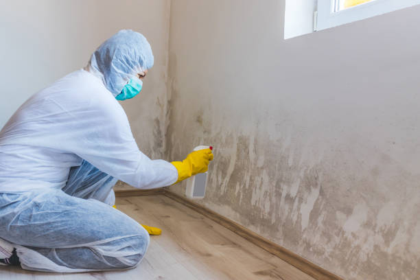 Professional mold removal team in Enola