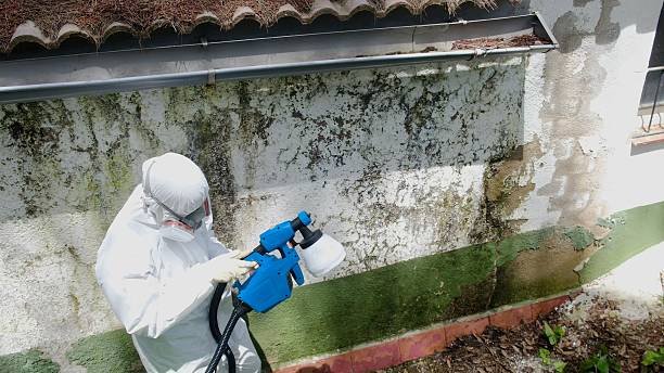 Mold Removal service in Enola